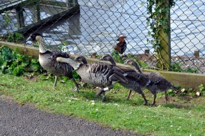 Hawaiian Goose, Wildfowl & Wetlands Trust, 1020