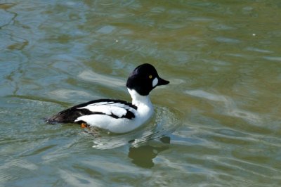 Goldeneye, Wildfowl & Wetlands Trust, 1026