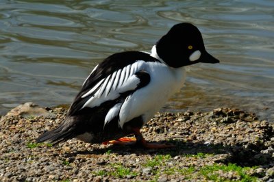 Goldeneye, Wildfowl & Wetlands Trust, 1031