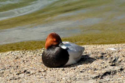 Pochard, Wildfowl & Wetlands Trust, 1035