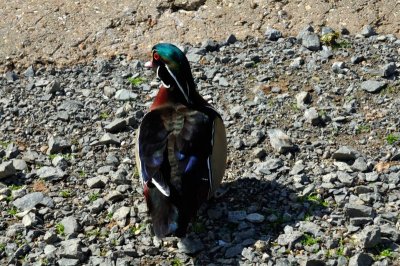 American Wood Duck, Wildfowl & Wetlands Trust, 1042