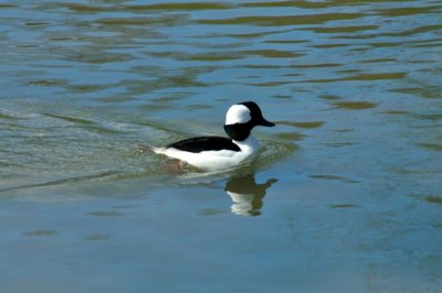 Bufflehead Duck, Wildfowl & Wetlands Trust, 1055