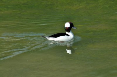 Bufflehead Duck, Wildfowl & Wetlands Trust, 1061