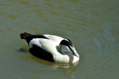 Eider Duck, Wildfowl & Wetlands Trust, 1099