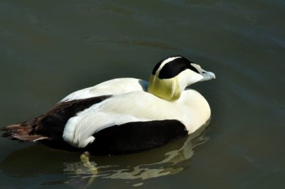 Eider Duck, Wildfowl & Wetlands Trust, 1101