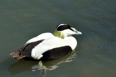 Eider Duck, Wildfowl & Wetlands Trust, 1103