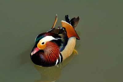 Mandarin Duck, Wildfowl & Wetlands Trust, 1112