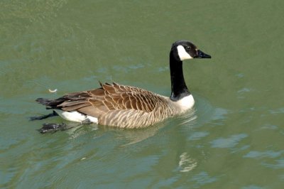 Canada Goose, Wildfowl & Wetlands Trust, 1116