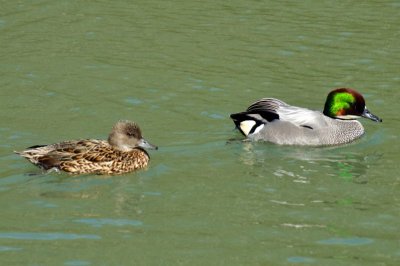 Falcated Duck, Wildfowl & Wetlands Trust, 1119