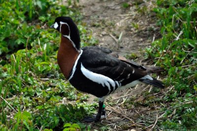 Red Breasted Goose, Wildfowl & Wetlands Trust, 1122