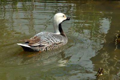 Emperor Goose, Wildfowl & Wetlands Trust, 1126