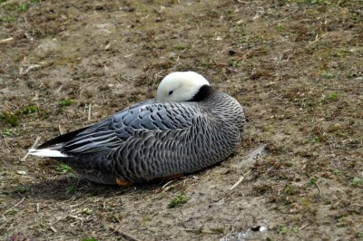 Emperor Goose, Wildfowl & Wetlands Trust, 1137