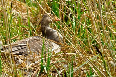 Greylag Goose, Wildfowl & Wetlands Trust, 1218