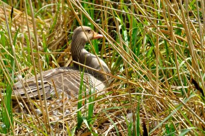 Greylag Goose, Wildfowl & Wetlands Trust, 1219