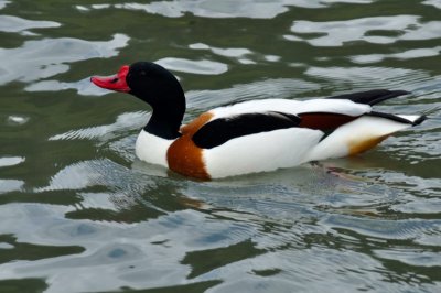 Shelduck, Wildfowl & Wetlands Trust, 1243