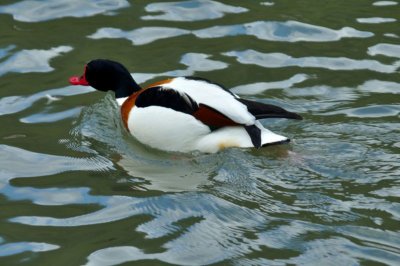Shelduck, Wildfowl & Wetlands Trust, 1244