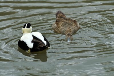 Eider Duck, Wildfowl & Wetlands Trust, 1277