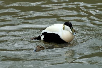 Eider Duck, Wildfowl & Wetlands Trust, 1278