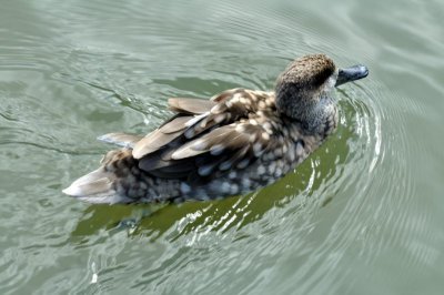 HELP! ID PLEASE - Wildfowl & Wetlands Trust, 1019