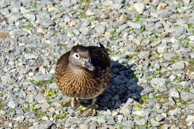 HELP! ID PLEASE - Wildfowl & Wetlands Trust, 1045