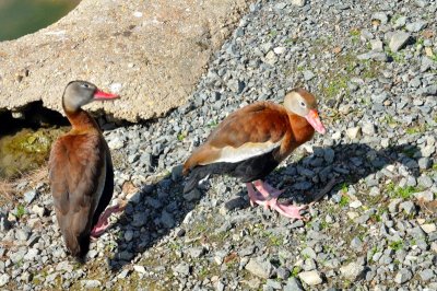 HELP! ID PLEASE - Wildfowl & Wetlands Trust, 1047
