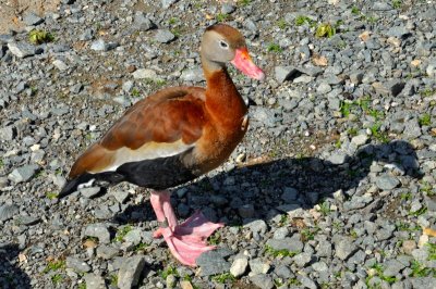 Black-bellied Whistling Duck