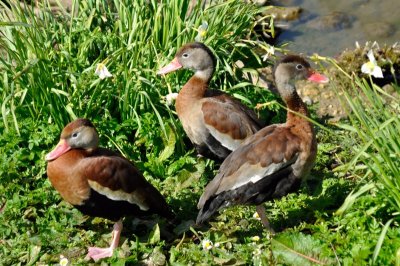 HELP! ID PLEASE - Wildfowl & Wetlands Trust, 1062