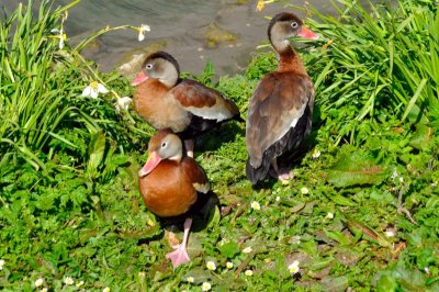 HELP! ID PLEASE - Wildfowl & Wetlands Trust, 1065
