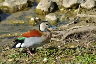 HELP! ID PLEASE - Wildfowl & Wetlands Trust, 1068