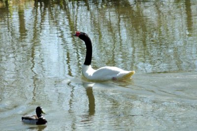 Black-Necked Swan, Wildfowl & Wetlands Trust, 1069