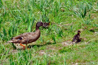 HELP! ID PLEASE - Wildfowl & Wetlands Trust, 1191