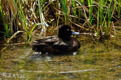 HELP! ID PLEASE - Wildfowl & Wetlands Trust, 1214