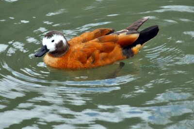 HELP! ID PLEASE - Wildfowl & Wetlands Trust, 1232