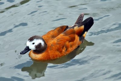 HELP! ID PLEASE - Wildfowl & Wetlands Trust, 1236