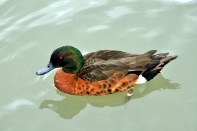 HELP! ID PLEASE - Wildfowl & Wetlands Trust, 1240