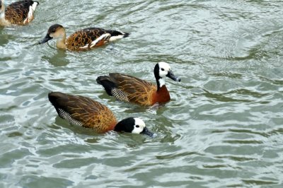 HELP! ID PLEASE - Wildfowl & Wetlands Trust, 1253