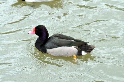 Wildfowl & Wetlands Trust