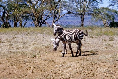 Zebra, Nakuru 1408 - Sequence 1 of 6