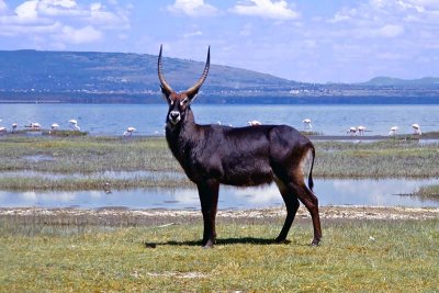 Waterbuck, Nakuru 1524