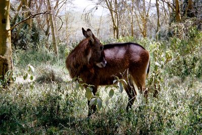 Waterbuck, Nakuru 1534