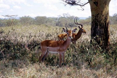 Impala, Nakuru1506