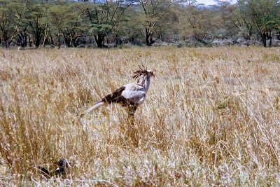 Secretary Bird, Nakuru1509