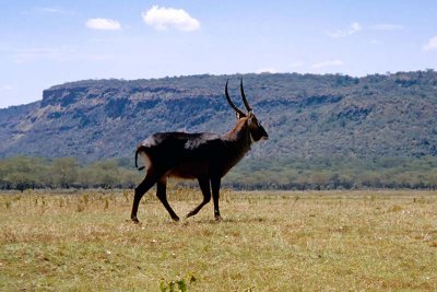 Waterbuck, Nakuru 1515