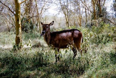 Waterbuck, Nakuru 1535