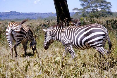 Zebra, Nakuru1508