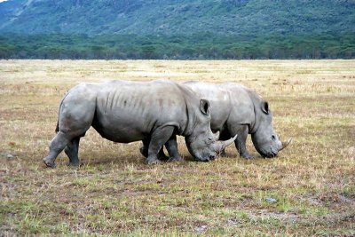 Rhinoceros, Nakuru 0129
