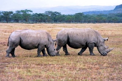 Rhinoceros, Nakuru 0137