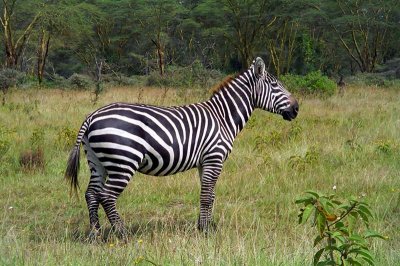 Zebra, Nakuru 0224