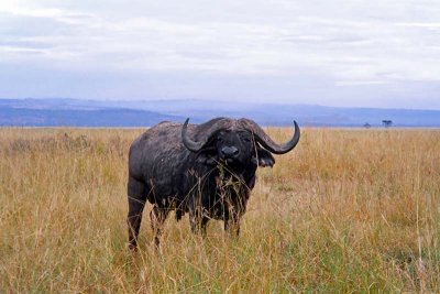 Buffalo, Nakuru 0318