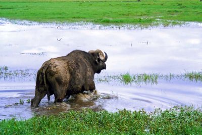 Buffalo, Nakuru 0319